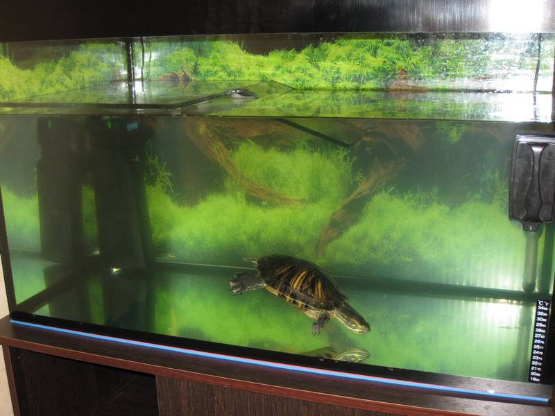 Как и как часто менять воду в аквариуме с красноухой черепахой