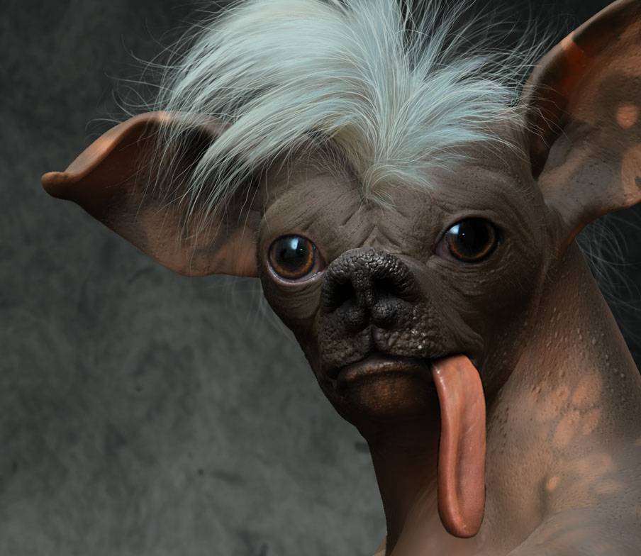 Самые смешные собаки. 10 самых забавных пород с описаниями и фото