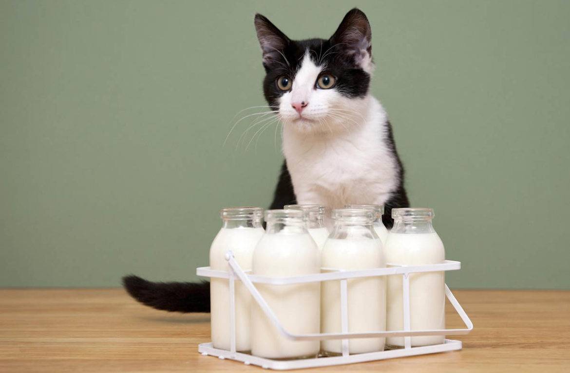 Можно ли давать молоко и кисломолочные продукты кошкам и котятам