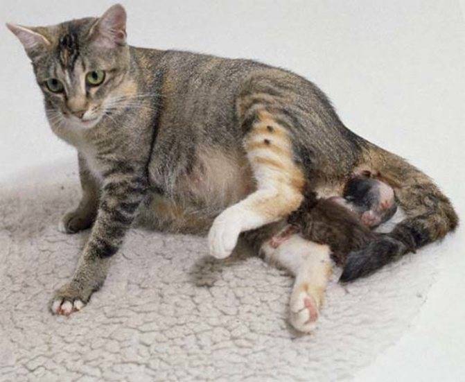Половой цикл, течка и беременность у кошек и собак | евровет