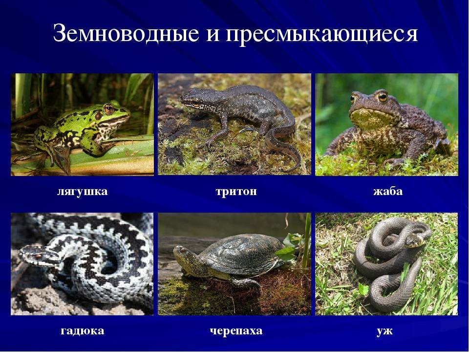 Список пресмыкающихся животных и особенности рептилий