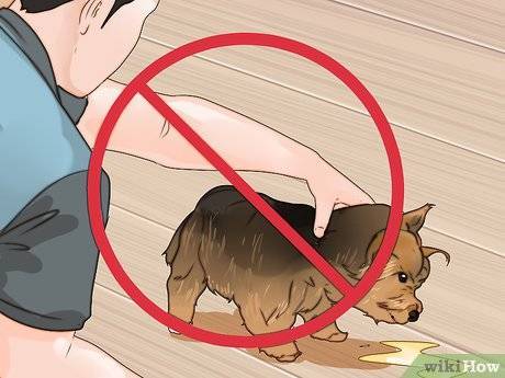 Как наказывать собаку: правильные методы воспитания