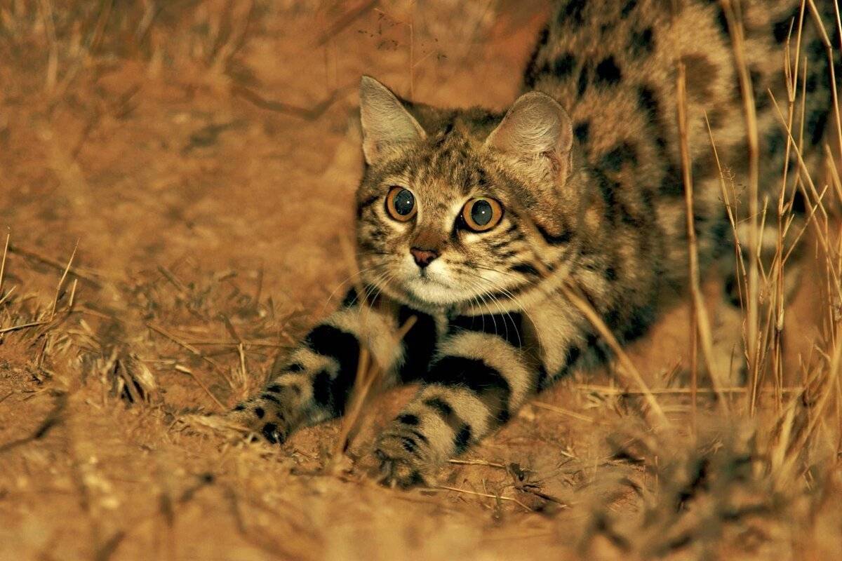 Дикий африканский кот: описание внешности и характера, ареал обитания, размножение и жизнь в неволе
