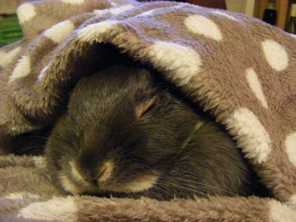 Сон кроликов: как засыпают, где и сколько спят