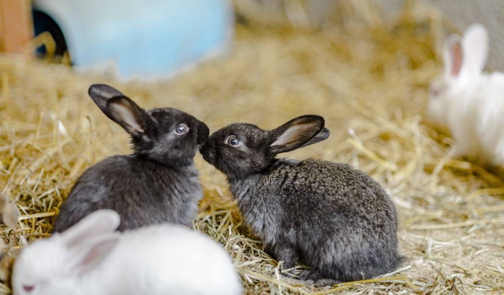 Кролики мясных пород (35 фото): какие кролики лучше подойдут для разведения на мясо? названия лучших бройлерных и мясо-шкурковых пород с описанием