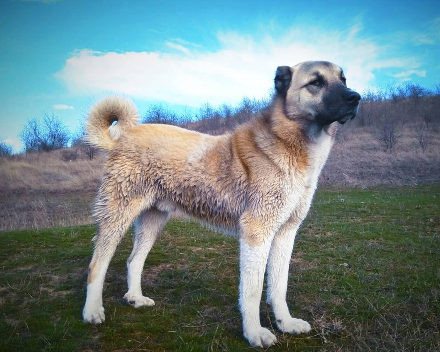 Гампр (армянский волкодав или овчарка): описание породы собаки, характеристики, фото, правила ухода и содержания – petstory