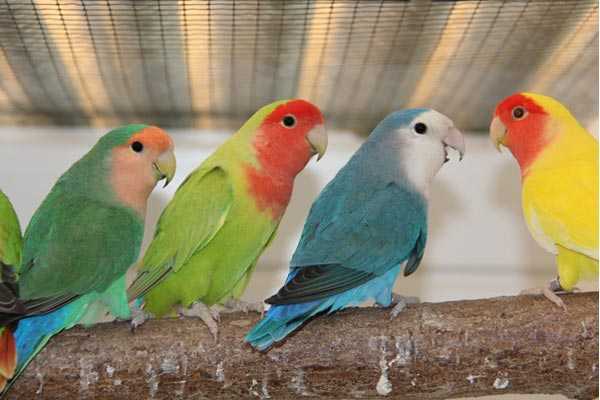 Сколько живут попугаи неразлучники