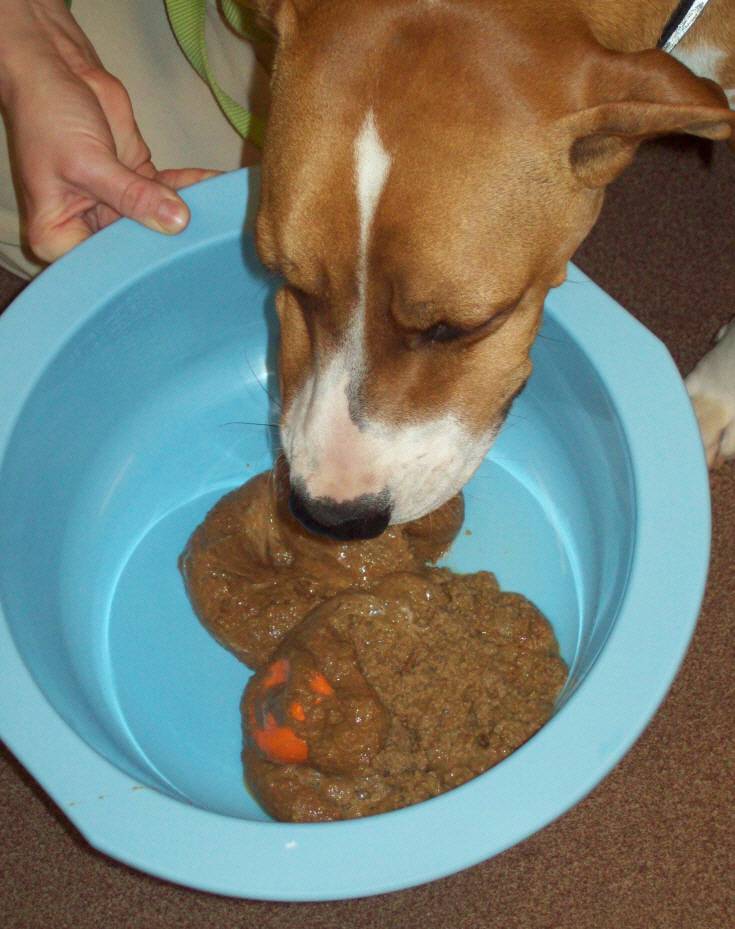 Почему собака ест свои какашки – причины и способы отучения
