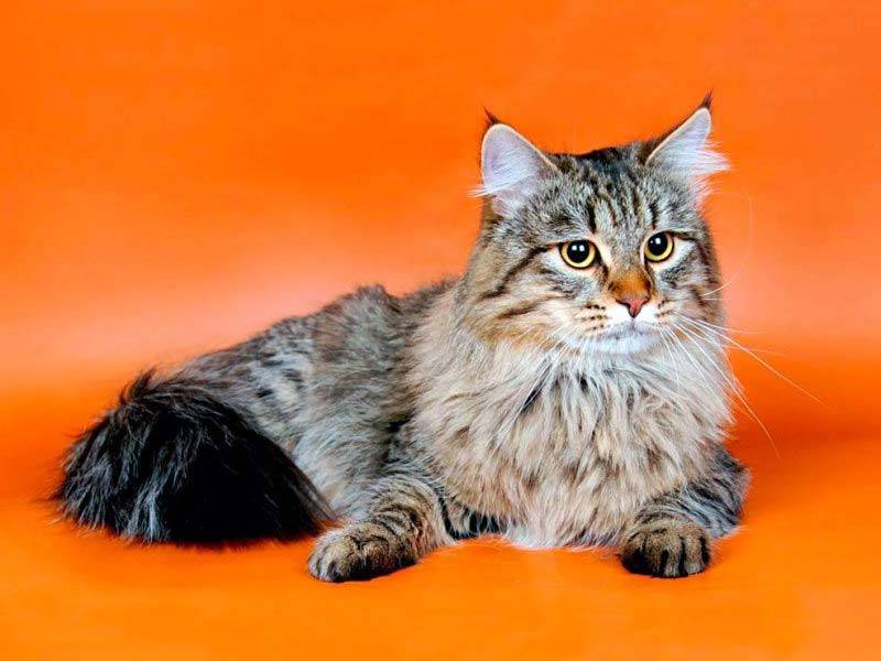 Сибирская кошка: описание породы, характер, содержание и фото