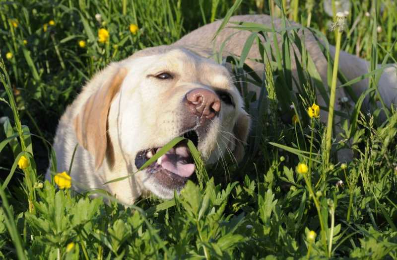 Зачем собаки едят траву, трава для собак