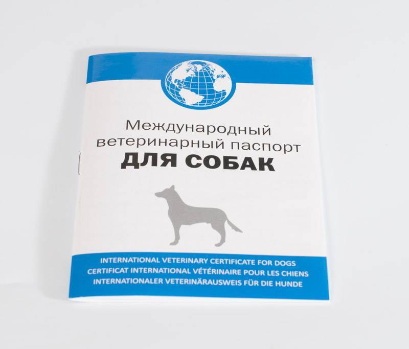 Паспорт для кошки: как сделать международный ветеринарный документ, как он выглядит и сколько стоит?