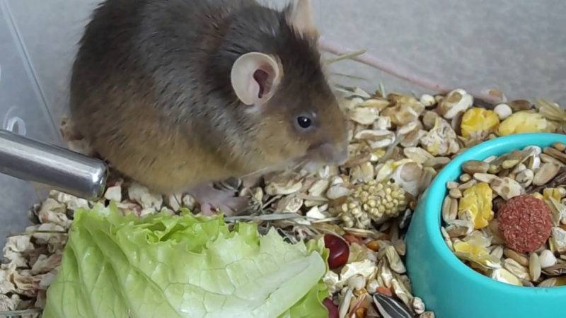Чем питается мышь в домашних условиях и дикой природе