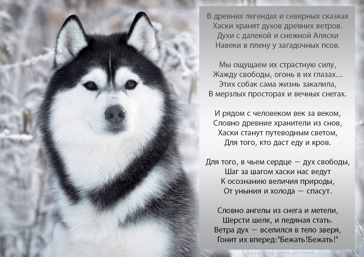 Сибирский хаски: фото, описание породы собак, отзывы и характер