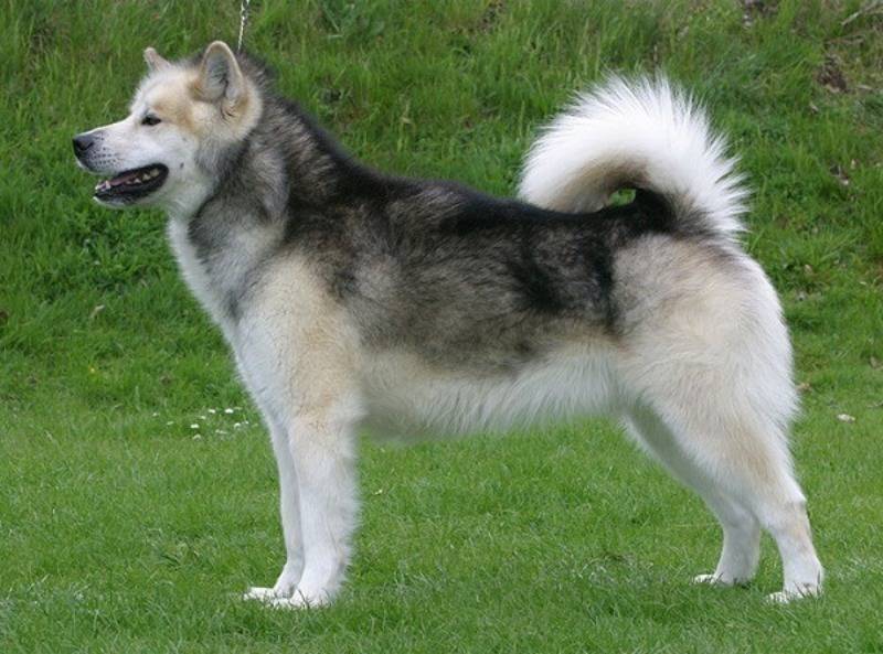 Гренландская собака – фото, описание породы, цена щенка