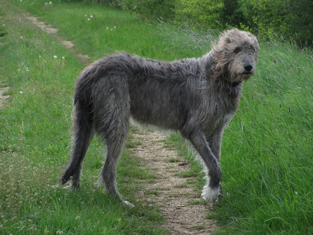 Порода собак ирландский волкодав и ее характеристики с фото