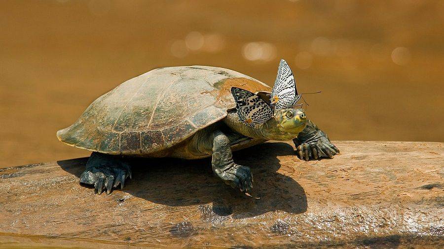 Черепахи — циклопедия