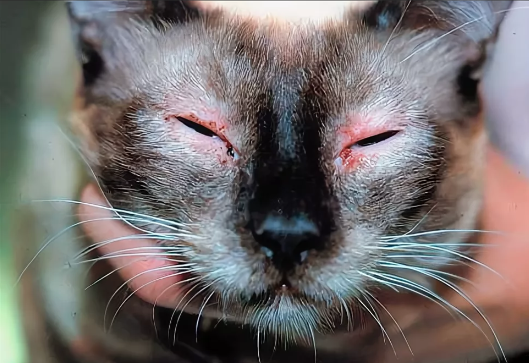 Аллергия у кошек — как проявляется и чем лечить