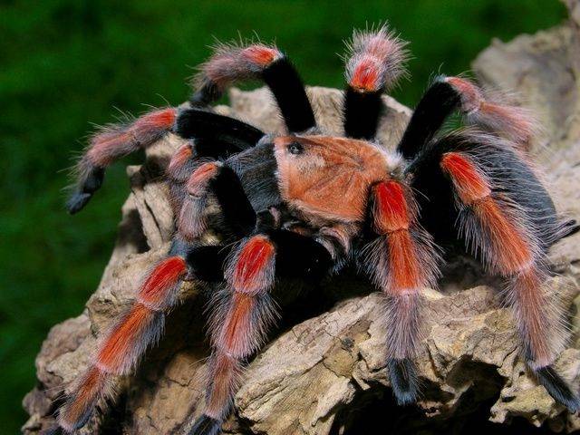 Гигантский птицеед: какой паук самый большой в мире