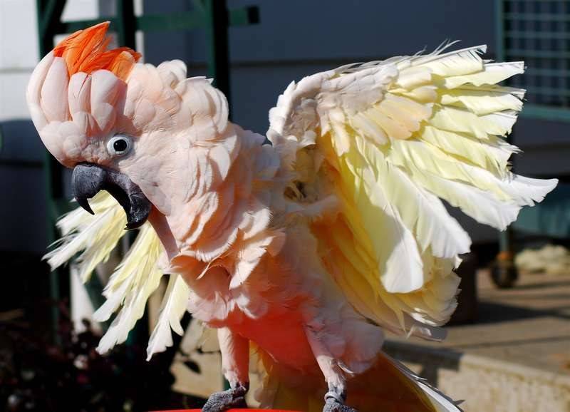 Попугай какарик: как выглядит, сколько живут, чем кормить, как ухаживать