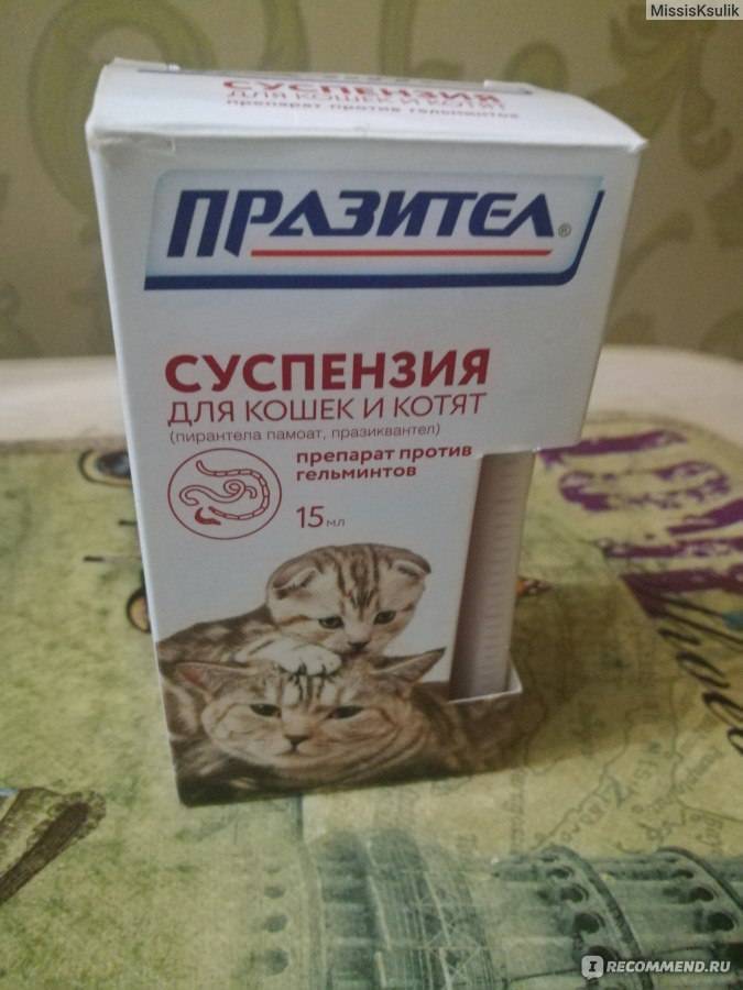 Как дать кошке таблетку - пошаговая инструкция, видео | online.ua