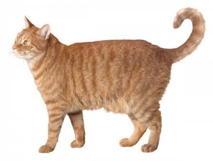 Почему у некоторых кошек висит дряблый животик? это ожирение или что-то еще? - gafki.ru