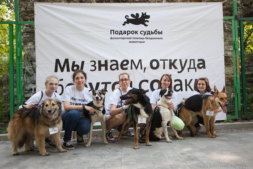 Фото догдея. Классы собак на выставке. Выставка кошек и собак из приюта в Москве. Фото Догдей. Выставка кошек или собак в Москве.