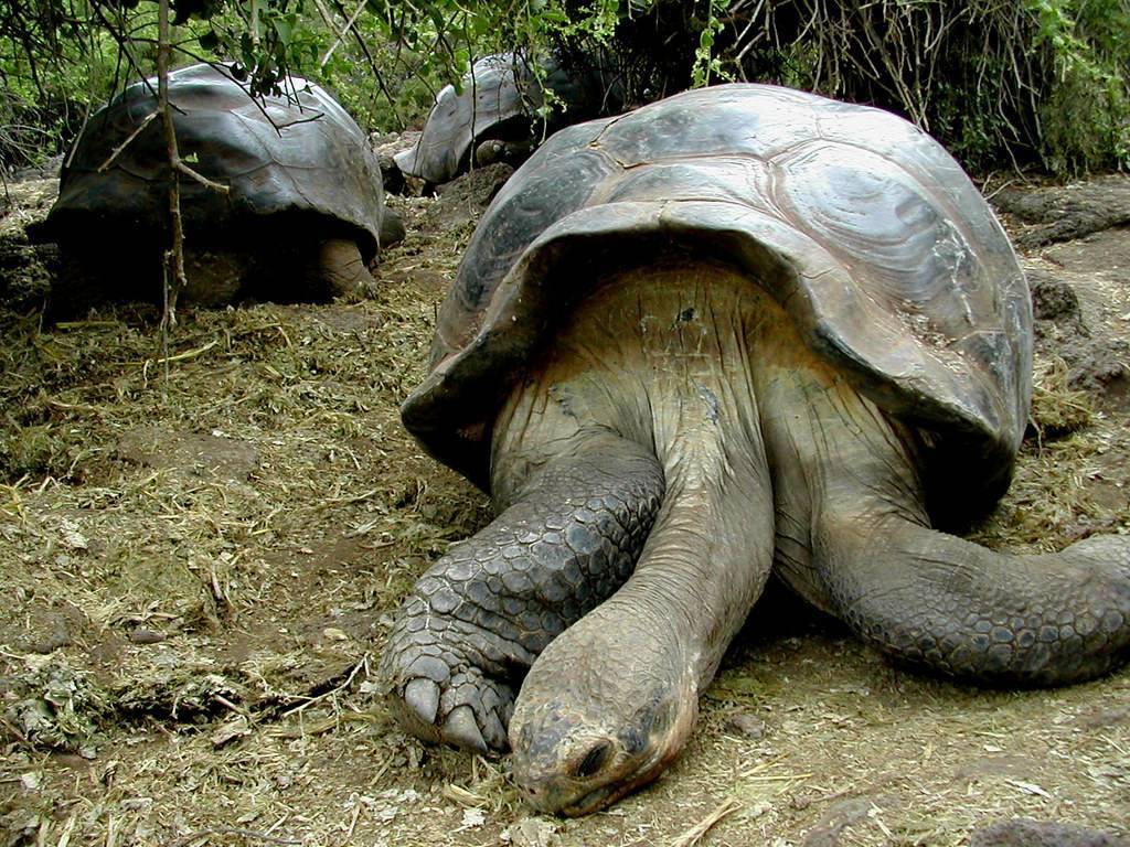 Черепахи с галапагосских островов