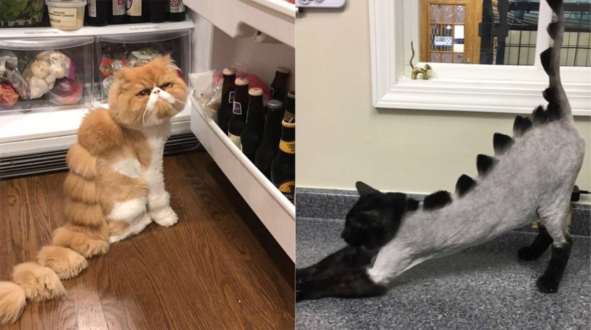 Как подстричь кошку и кота в домашних условиях