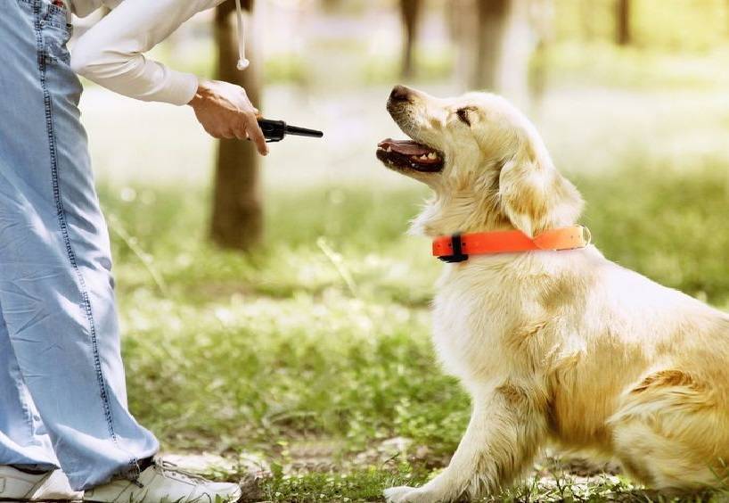 Как отучить собаку лаять: 5 приемов для всех пород