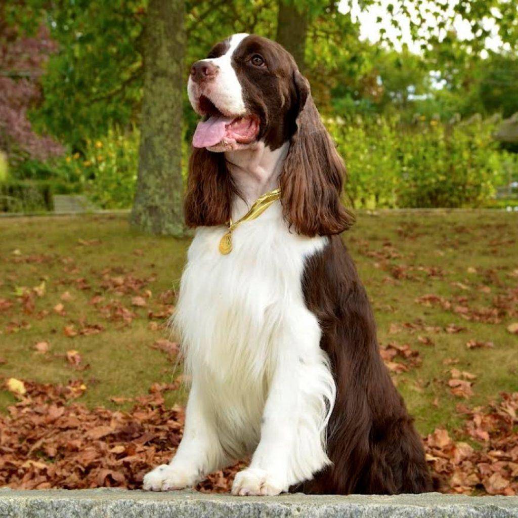 Описание породы собак английский спрингер-спаниель: характер, уход, предназначение