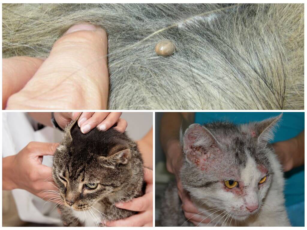 Народные средства от блох у кошек: как вывести в домашних условиях, применение чеснока или хозяйственного мыла