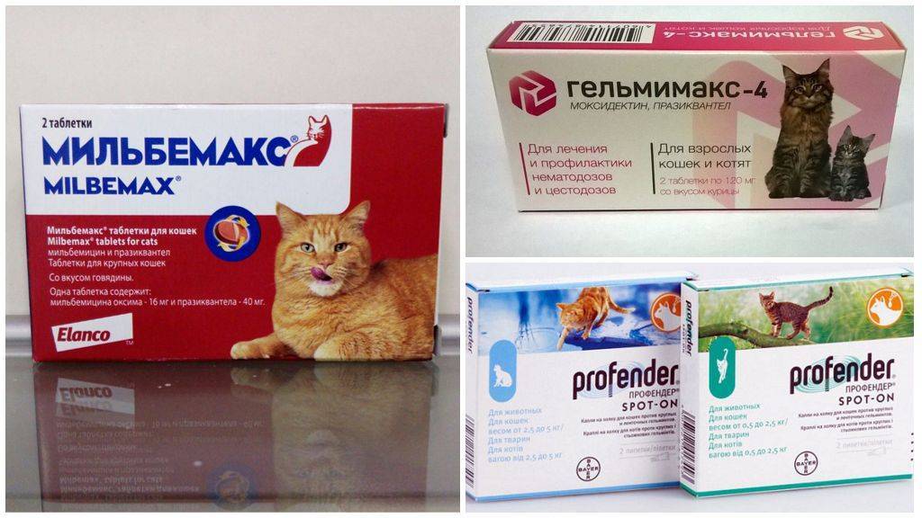 Глисты у беременной кошки: можно ли давать будущей маме таблетки от гельминтов