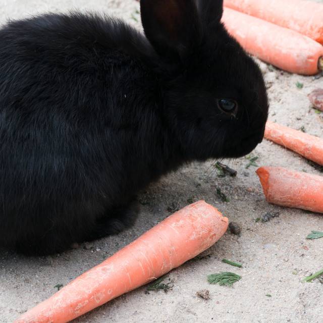Кколик и морковка: можно ли кроликам морковь?