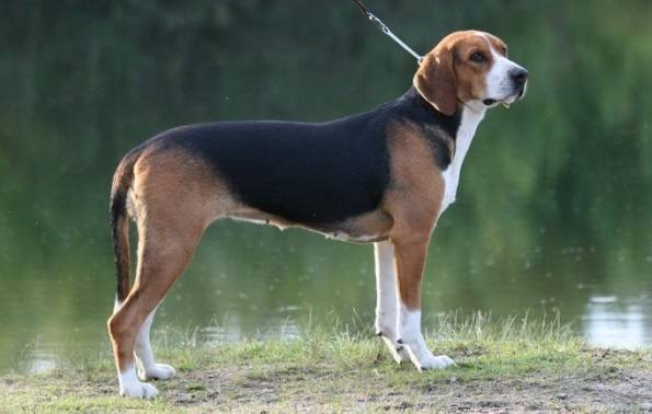 Финская гончая — фото, описание породы собак, особенности характера