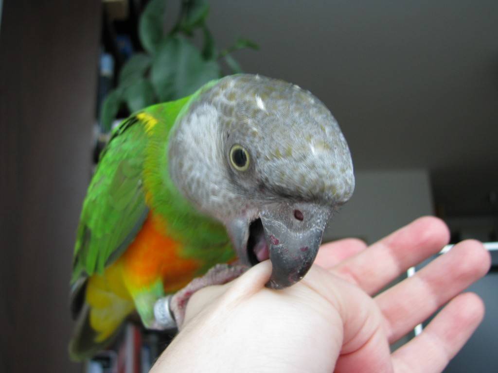 Как отучить попугая кусаться? почему он это делает? что делать, если попугай садится на руку и кусает ее?