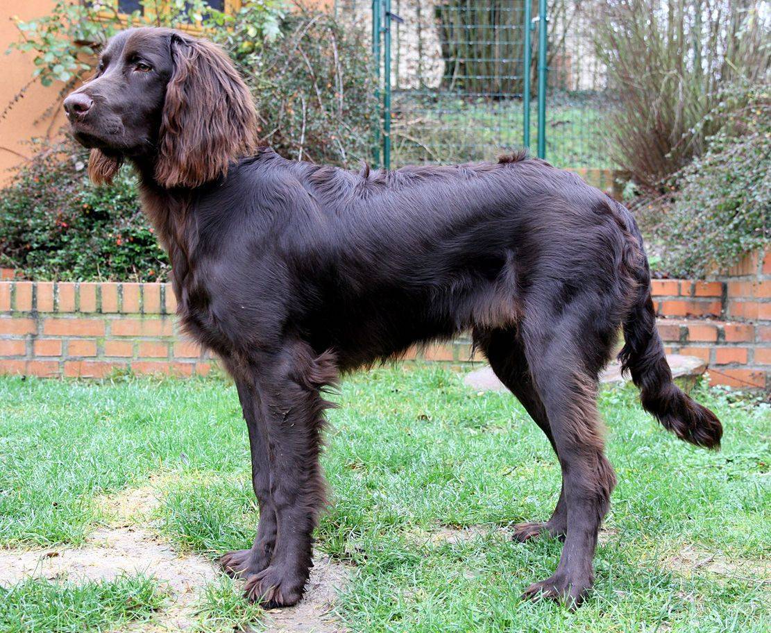Лангхаар (немецкая длинношерстная легавая) — фото, описание породы собак, характеристика