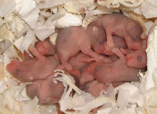 Беременность у крысы: как её определить, сроки и продолжительность