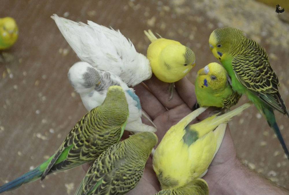 В каком возрасте волнистые попугаи начинают размножаться?