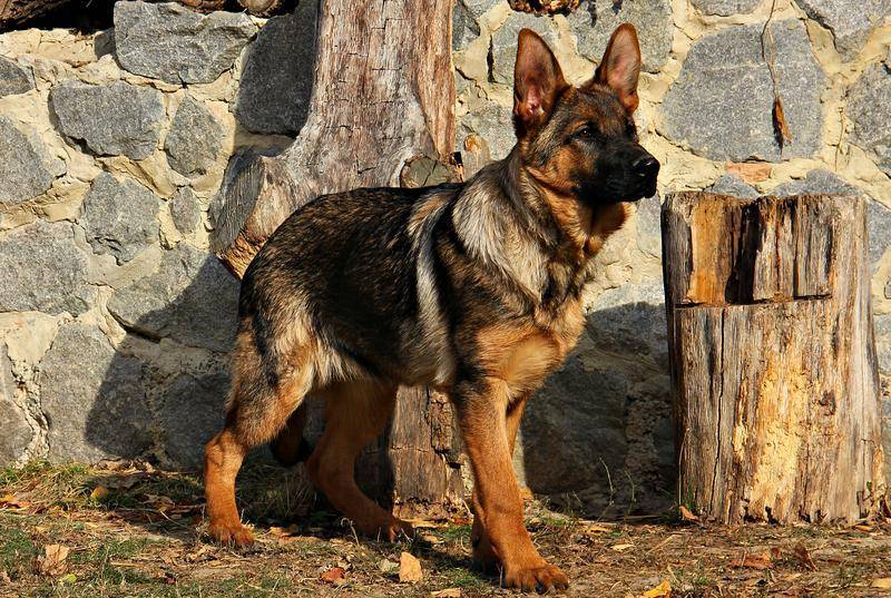 Окрасы немецкой овчарки — чепрачный, зонарный, рыжий и другие, их особенности, фото и описание собак