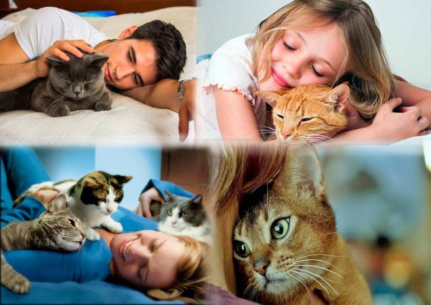 Зачем кастрировать кота и как стерилизация влияет на здоровье | hill's