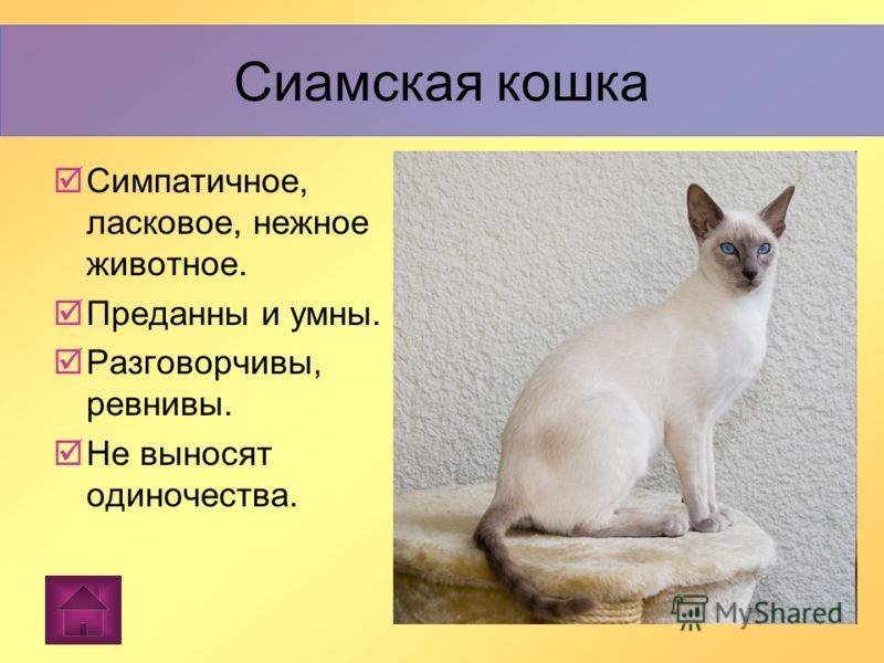 Тонкинская кошка (тонкинез): описание и характер породы, уход