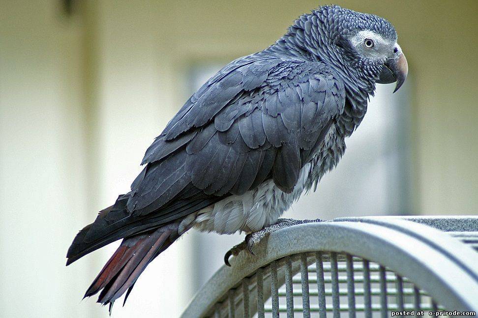 Самый умный попугай в мире: описание, название и особенности :: syl.ru