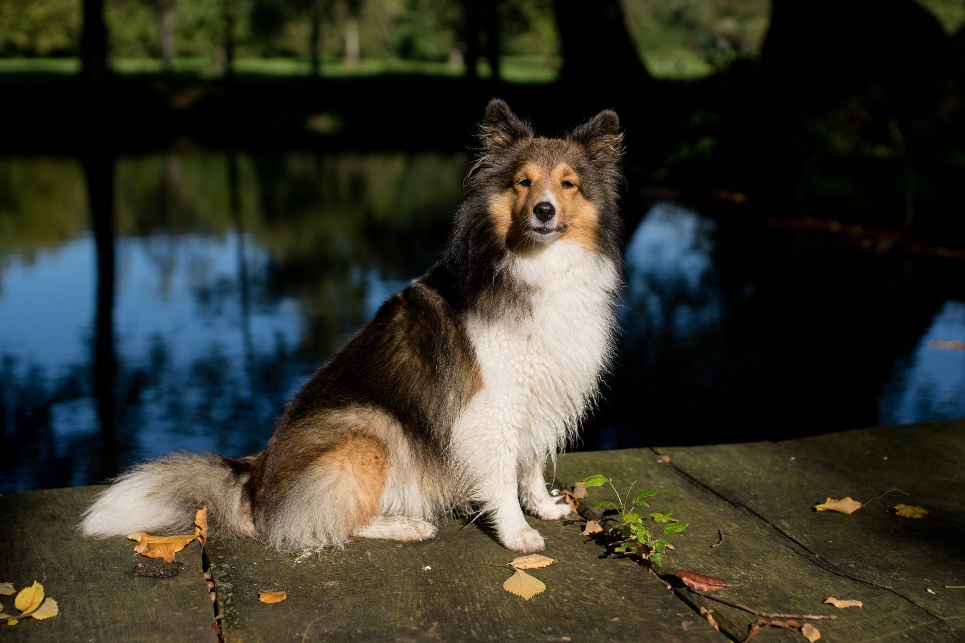 Обзор собак породы шелти (шетлендская овчарка): стандарт, содержание и фото