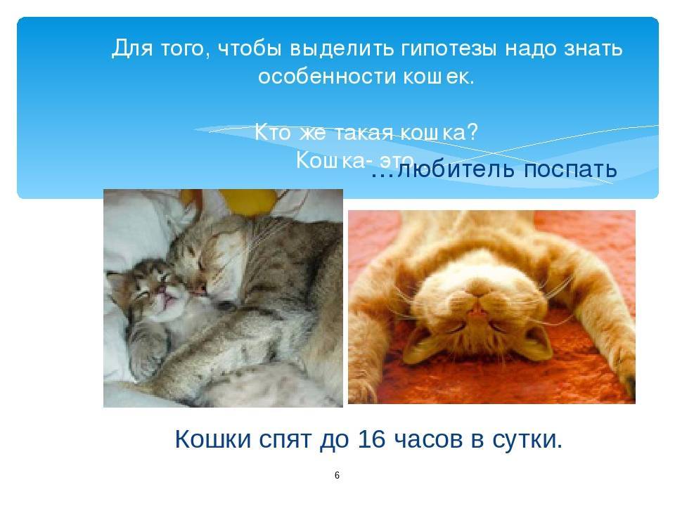 Сколько спят кошки: секреты кошачьего сна и его суточные нормы. 140 фото спящих кошек и особенности их суточного расписания
