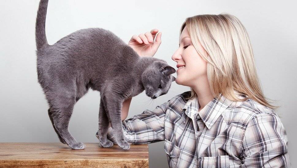 Как понравиться вашей кошке, используя язык морганий :: инфониак
