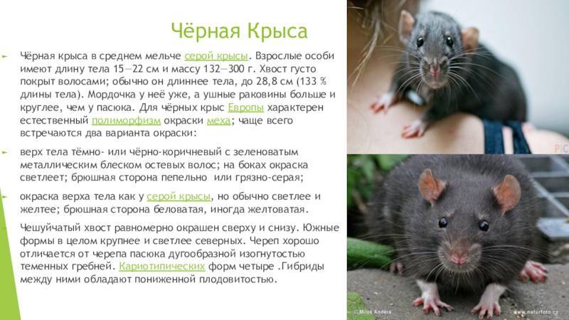 Дамбо фото: куплю крысу дамбо недорого, отдам, недорого продам крысу дамбо бесплатно (фото), здесь можно купить, продать или отдать крысу дамбо, питомник.