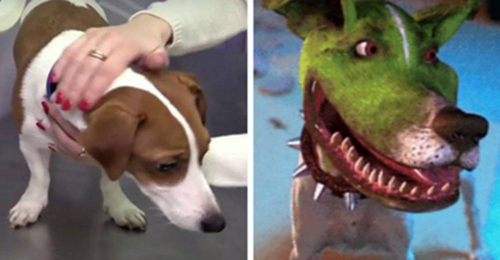 Джек-рассел терьер (фото) - жизнерадостная порода собаки из фильма "маска"