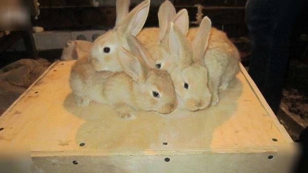 Йод для кроликов — инструкция по применению, зачем и как правильно давать?