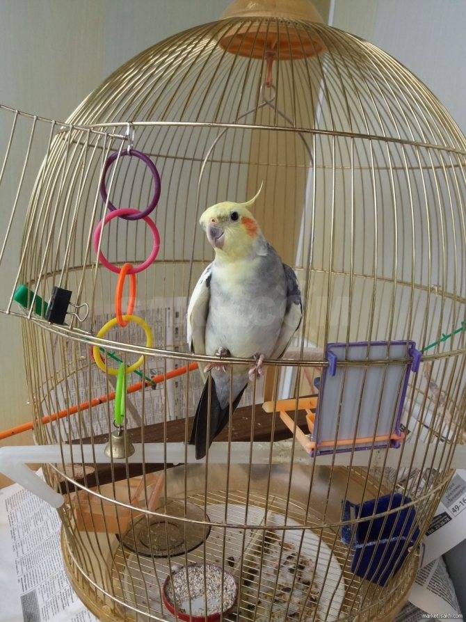 Как играть с волнистым попугаем