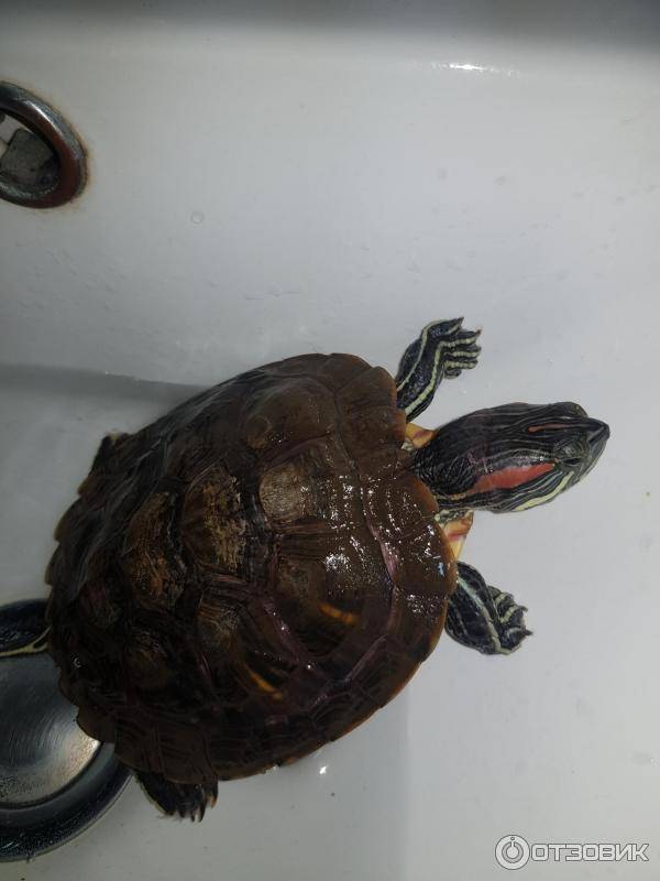 Почему красноухая черепаха плавает и не тонет, как поплавок